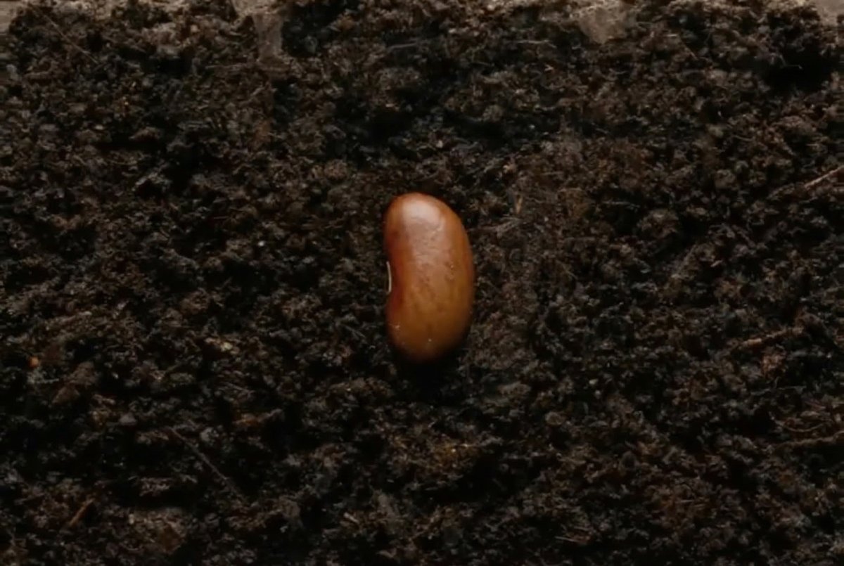 Graine de pommier dans la terre